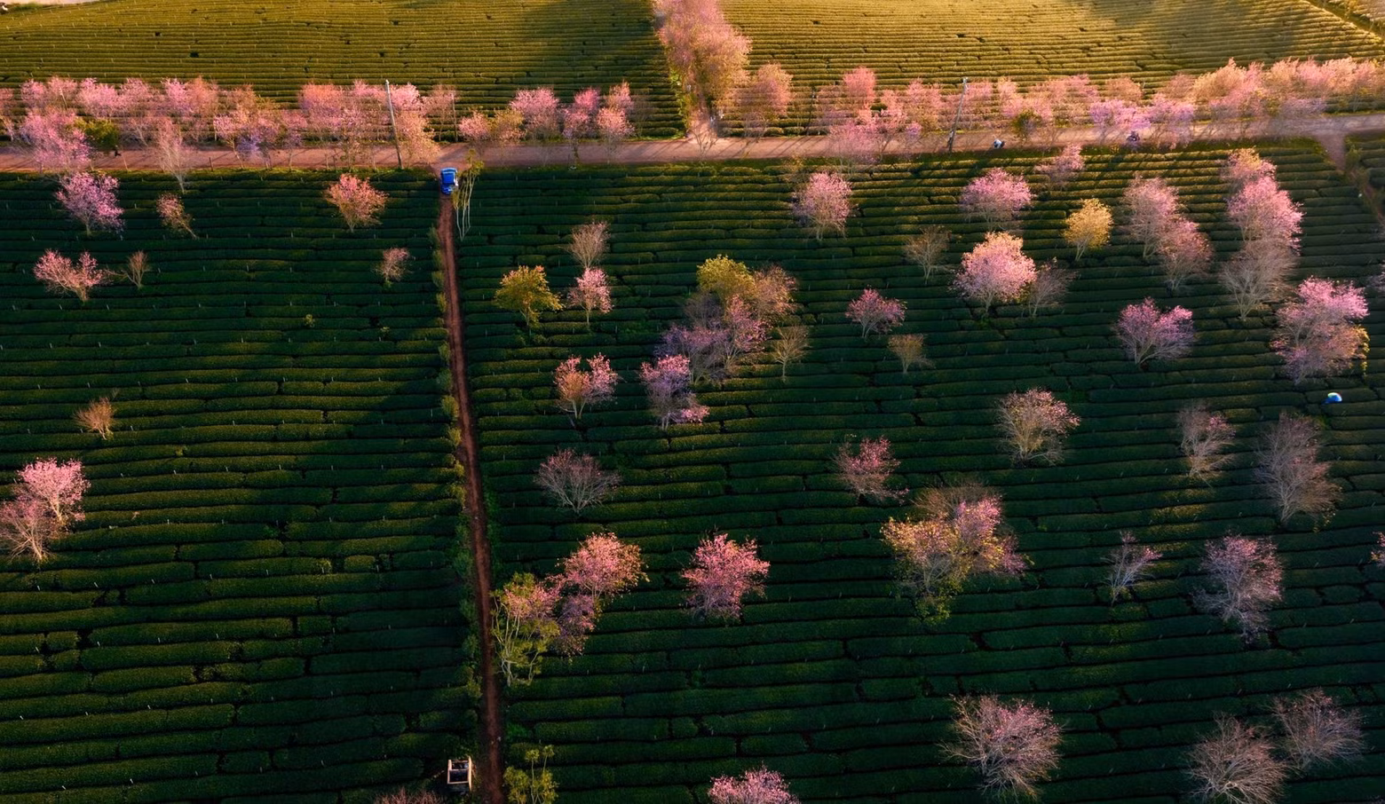 Los cerezos en la colina de té de Cau Dat fueron cultivados hace poco, pero ya engalanan el paisaje.