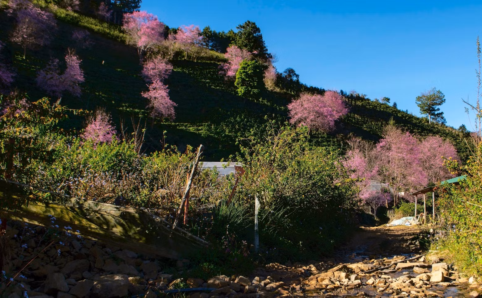 A la ladera de la montaña de Lang Biang se la suele llamar “tierra de ensueño con florecientes cerezos” porque allí se encuentra la mayor población de cerezos en Da Lat.