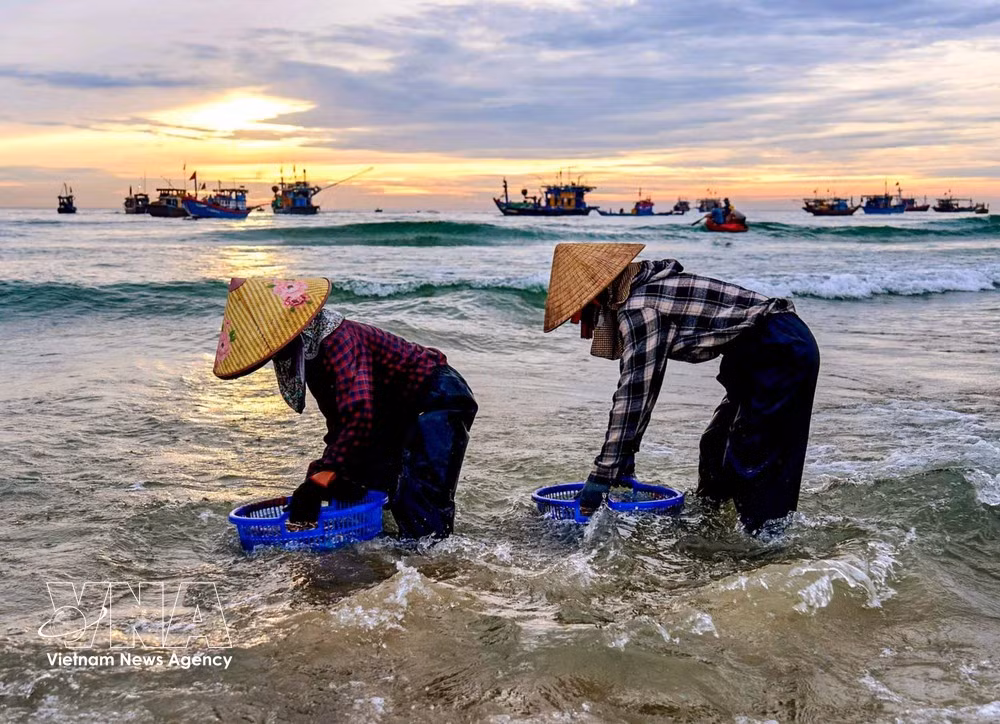 Más que un simple lugar para comerciar con mariscos, el mercado de pescado de Tam Tien también refleja vívidamente la vida de la comunidad costera. (Foto: VNA)