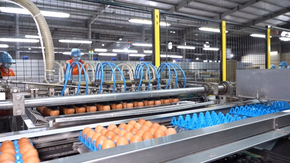 Línea de clasificación de huevos con sistema automático, esterilizada por rayos UV, en la empresa QL Vietnam Agroresources.