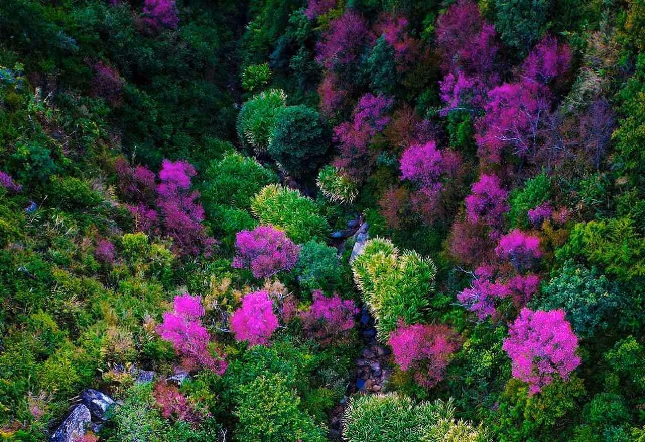 “To day” es una flor emblemática de la etnia H’Mong en las comunas montañosas de Lao Cai.