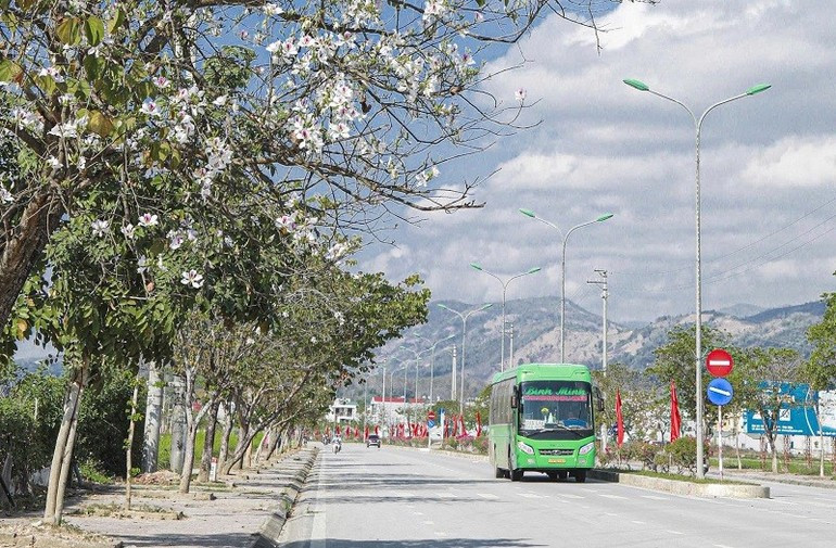 A lo largo de las carreteras que conducen a Dien Bien, el paisaje se tiñe de blanco con la flor Ban.