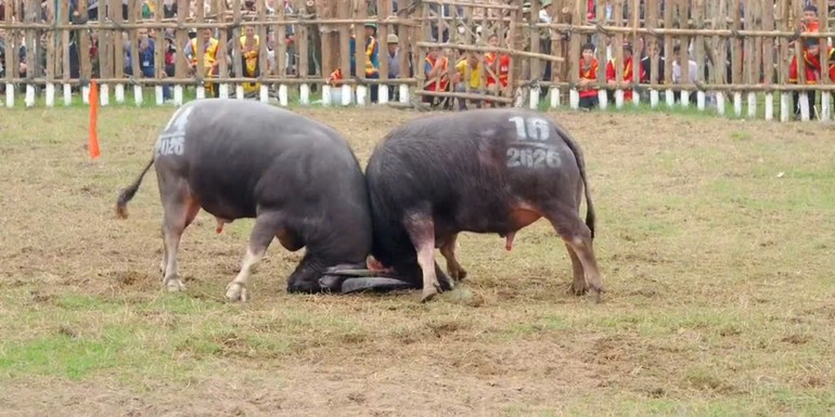 Combates entre los equipos 14 y 16 en la semifinal.