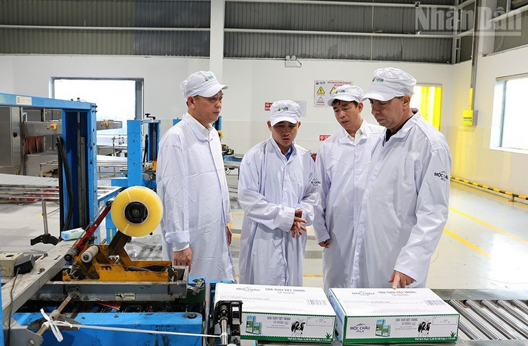 La delegación de la embajada de Cuba en Vietnam visita el centro de vacas reproductoras de Moc Chau.