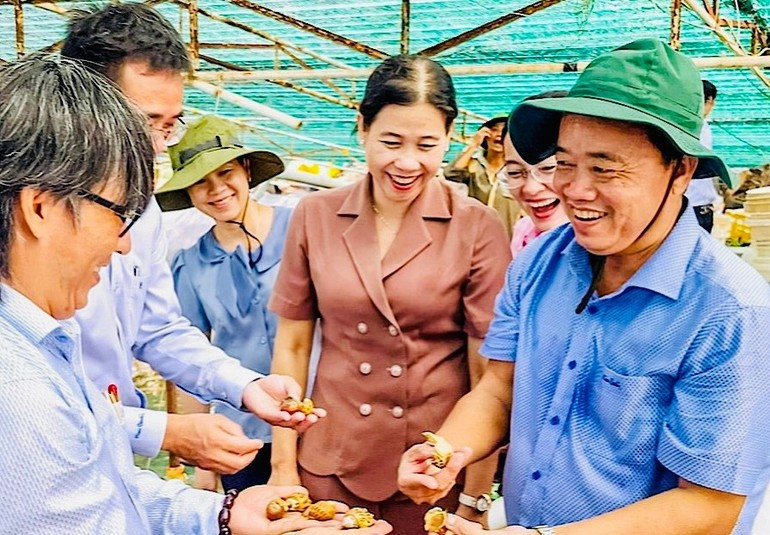 Dirigentes de la provincia de Ca Mau visitan el nuevo modelo de producción de la localidad.