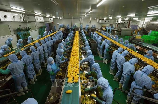 Cadena de procesamiento de productos agrícolas para exportación a Japón, Estados Unidos y Europa en la empresa B'LaoFood (provincia de Lam Dong). Foto: VNA Cadena de procesamiento de productos agrícolas para exportación a Japón, Estados Unidos y Europa en la empresa B'LaoFood (provincia de Lam Dong). Foto: VNA