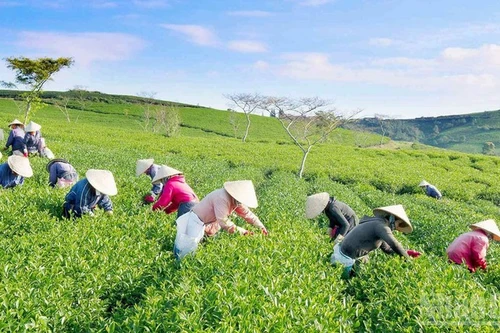 Cuatro récords en primer Festival Internacional del Té celebrado en Vietnam (Foto: Nhan Dan)