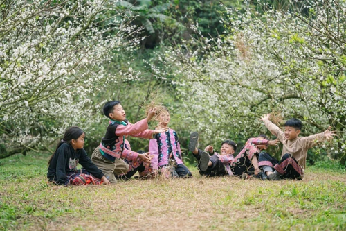 Ciruelos fuera de temporada en Moc Chau florecen blancos inmaculados en pleno invierno