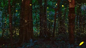 El bosque de luciérnagas. (Fotografía: thanhnien.vn)