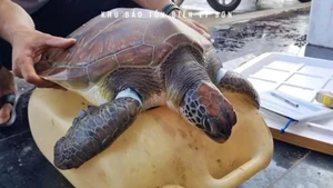 Una tortuga marina en peligro de extinción es rescatada en la provincia vietnamita de Quang Ngai. (Foto: VNA)