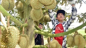 (Foto: Nhan Dan)