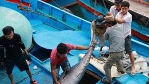 Los marineros clasifican los pescados el puerto de Hon Ro, provincia de Khanh Hoa. (Fotografía: VNA)
