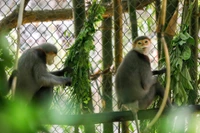 La mayoría de los primates del EPRC han sido víctimas del tráfico ilegal de animales y llegaron al centro gracias a decomisos realizados por las autoridades o mediante entregas voluntarias.