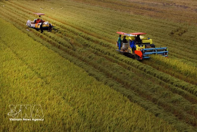 Cosecha de arroz de alta calidad en la comuna de Vi Thuy, ciudad de Can Tho. (Foto: VNA) 
