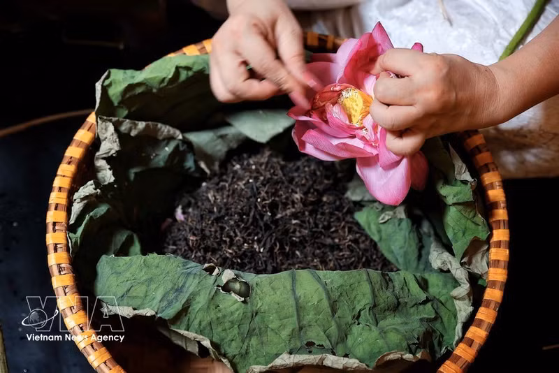 Los artesanos separan meticulosamente las semillas de loto del Lago del Oeste para preparar el té utilizando métodos tradicionales. (Foto: VNA)