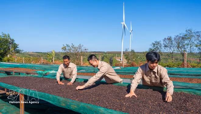 El café es otro de los principales productos de exportación a Rusia. (Foto: VNA)