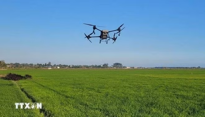 Control de dispositivos aéreos no tripulados según el esquema de disposición de ensayos en el arrozal. (Foto: VNA)
