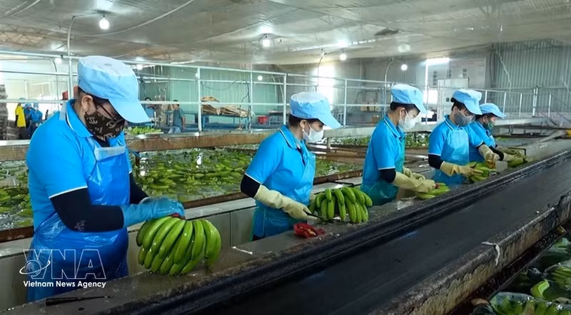 Productos de plátano son clasificados antes de ser envasados para su exportación. (Foto: VNA)