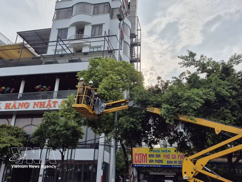 Los trabajadores podan las ramas de los árboles que corren el riesgo de romperse y caerse durante las fuertes lluvias y tormentas. (Foto: VNA)