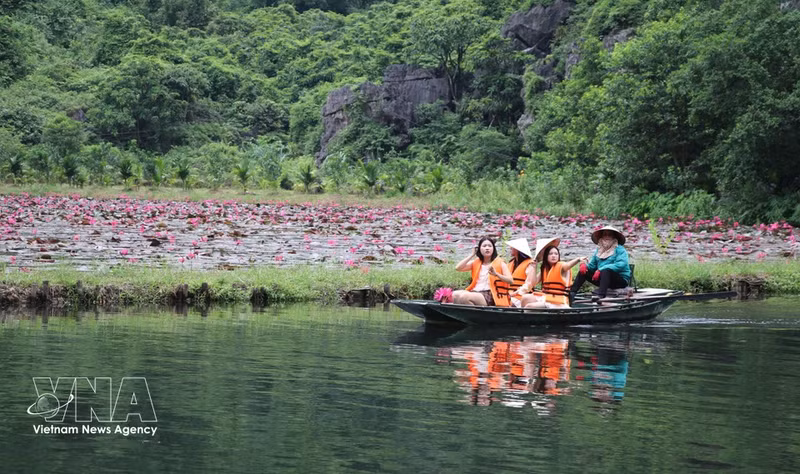 Los nenúfares púrpuras realzan el atractivo del patrimonio paisajístico de Ninh Binh. (Foto: VNA)