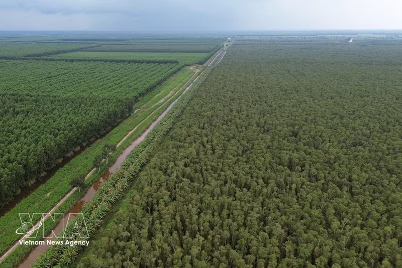 El Parque Nacional U Minh Ha. (Foto: VNA)