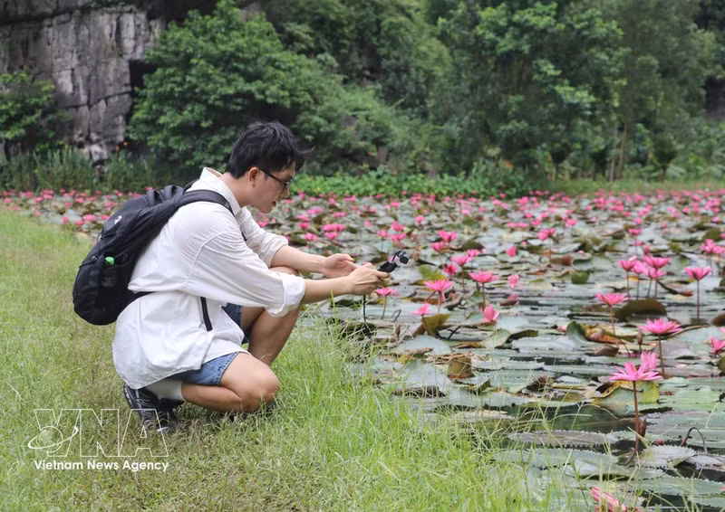 La temporada de nenúfares púrpuras atrae a numerosos jóvenes para visitar el lugar y tomar fotografías. (Foto: VNA)