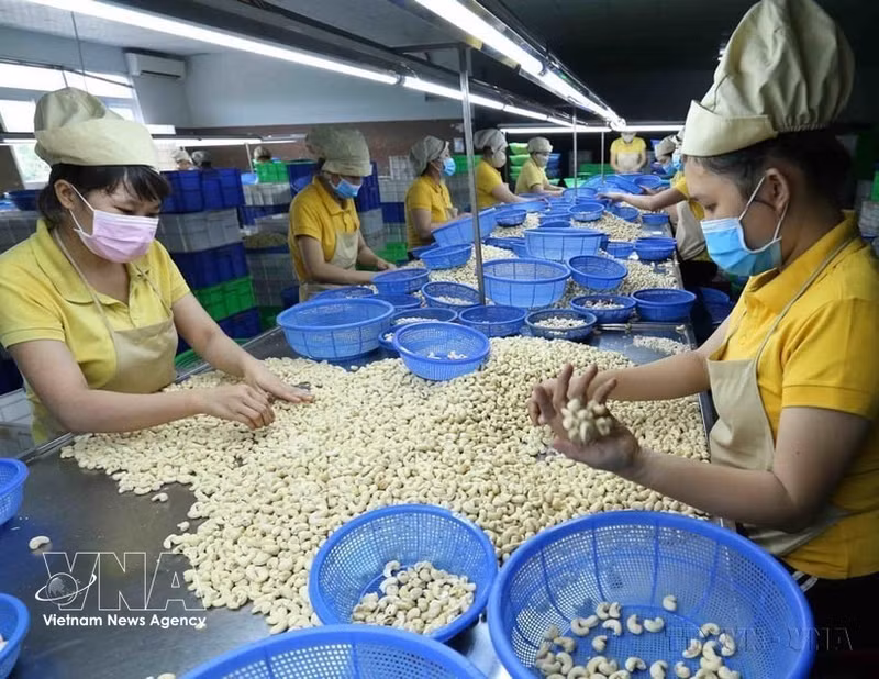 Procesamiento de granos de anacardo para la exportación en la empresa Nguyen Thong, provincia de Dak Lak. (Foto: VNA)