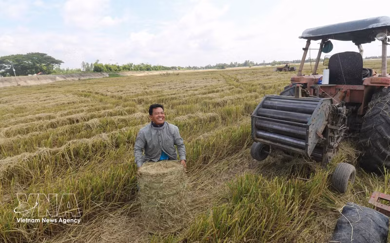 Cada paca de paja pesa entre 20 y 30 kg. (Foto: Hong Thai – VNA)