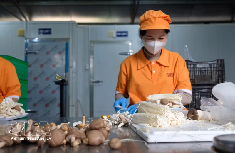 Muchos productores agrícolas de la provincia de Lam Dong se están preparando para entrar en el mercado Halal. (Foto: VNA)