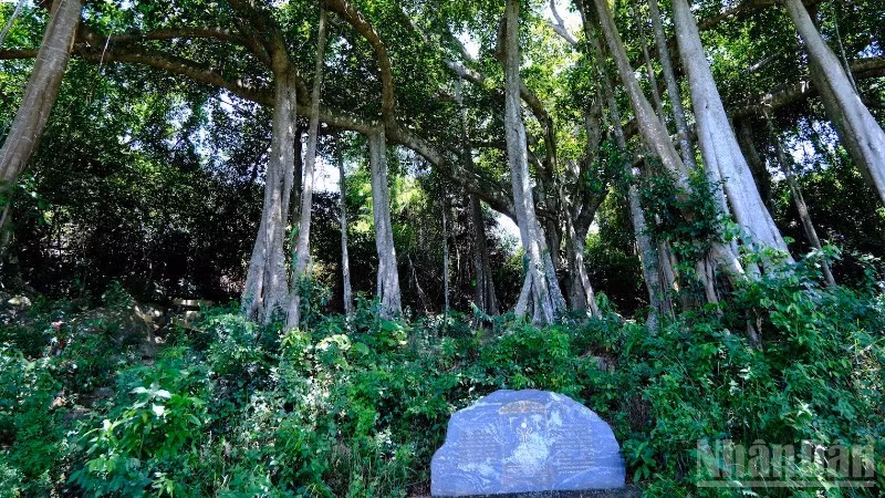 Árbol baniano patrimonial en la península de Son Tra.