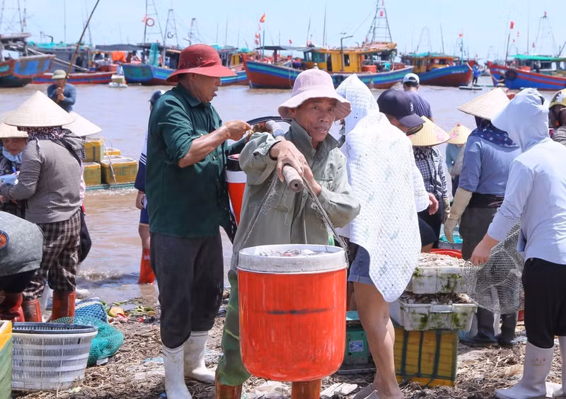 Residentes locales trasladan las cajas de mariscos recién compradas para su distribución. (Foto: VNA)
