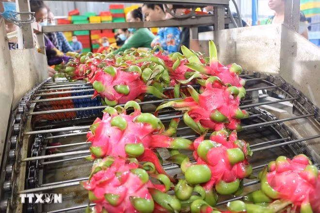 Limpieza de pitayahas para exportación. (Foto: VNA)