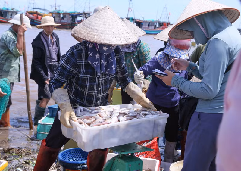 Pequeños comerciantes adquieren mariscos directamente en el mercado. (Foto: VNA)