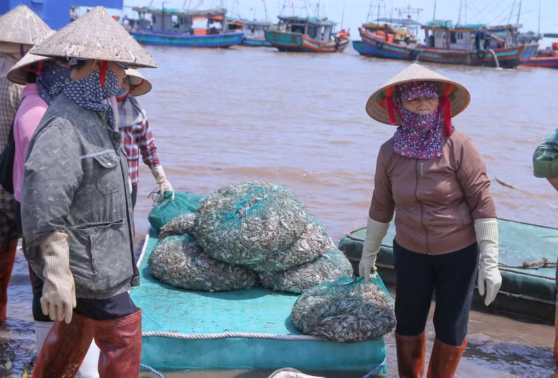 Comerciantes transportan los productos desde la costa hacia sus puntos de venta. (Foto: VNA)