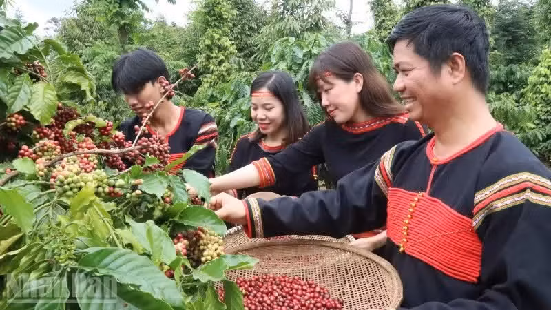 La provincia de Dak Lak produce alrededor del 30 por ciento del café que se cultiva en todo el país y es considerada una de las principales zonas de cultivo de café robusta del mundo.