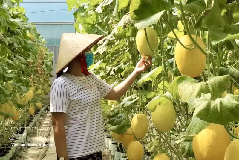 El modelo de cultivo de melón en invernaderos en el barrio de Binh Duc, provincia de An Giang, ofrece una productividad estable y altos ingresos. (Foto: VNA)