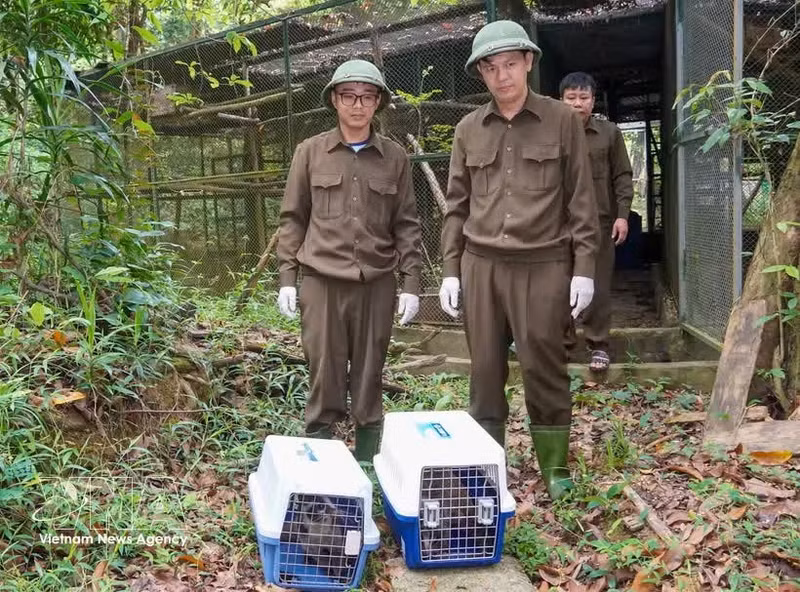 Las autoridades liberan a 13 animales silvestres rescatados para devolverlos a su hábitat natural. (Foto: VNA)