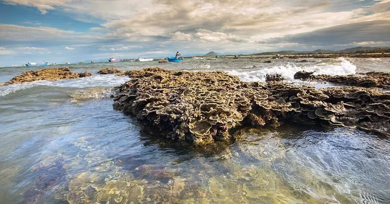 El hermoso ecosistema coralino natural de Hon Yen, provincia de Phu Yen. (Foto: VNA)