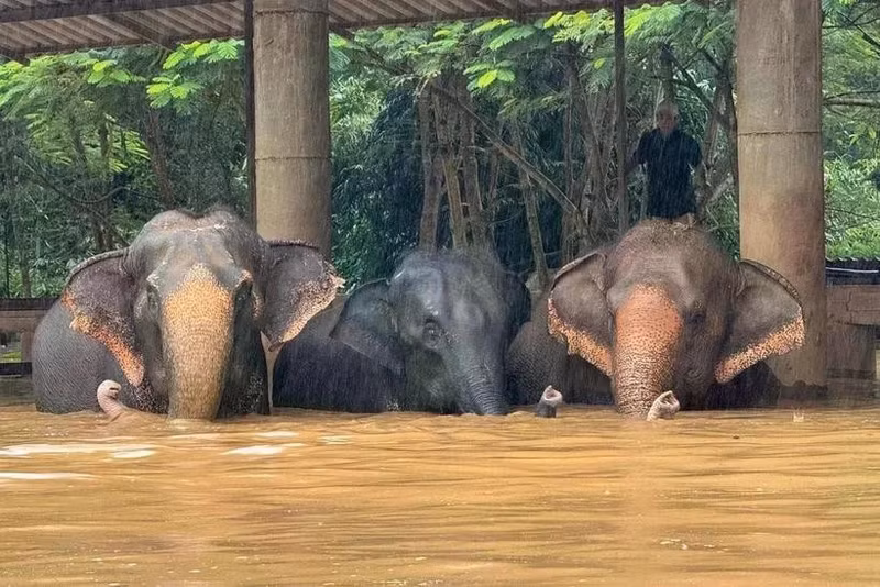 Foto ilustrativa. (Foto: Elephant Nature Park)