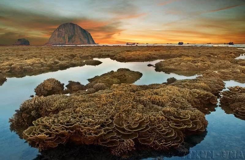 Los arrecifes de coral, como los del área de Hon Yen en la provincia de Phu Yen, actúan como barreras naturales que protegen las costas y sirven de hábitat para miles de especies marinas. (Foto: VNA)