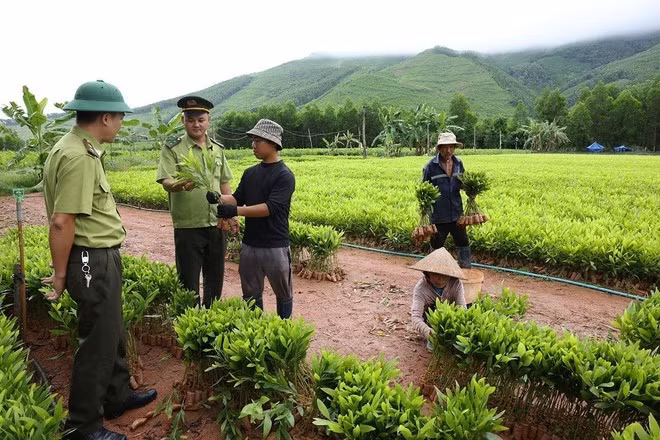 Vietnam impulsa la protección y desarrollo forestal desde inicios de 2026. (Foto: VNA)