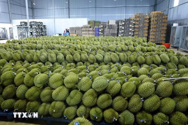 El durian de Dak Lak está siendo etiquetado y está listo para exportar. (Foto: VNA)