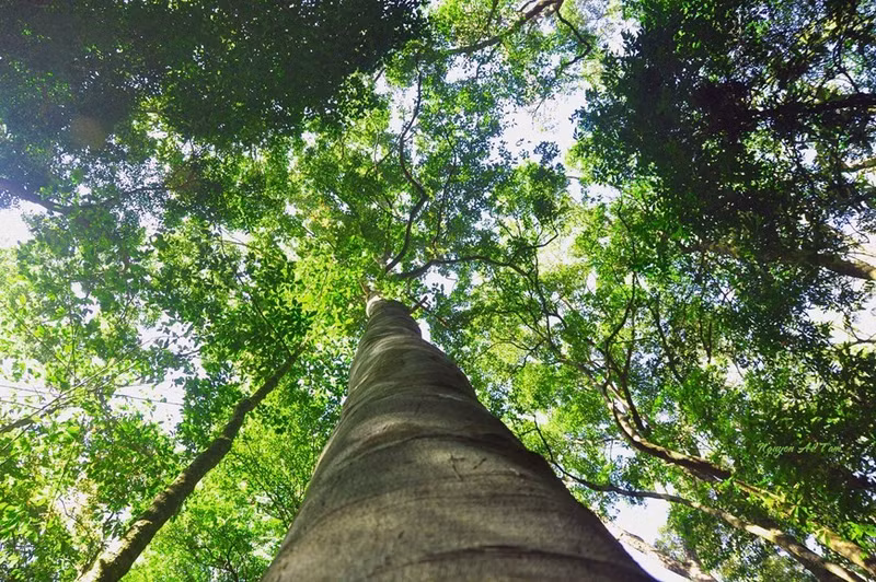La rica y diversa flora del Parque Nacional Kon Ka Kinh.