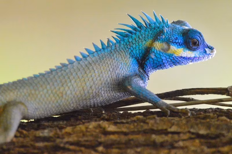 Un agama azul (Calotes versicolor), también conocido como galeote azul o lagarto arlequín.