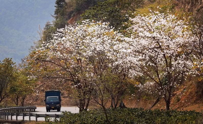 Los árboles de Hoa Ban, en el paso de Pha Dinh, están en plena floración. Los árboles de Hoa Ban, en el paso de Pha Dinh, están en plena floración.