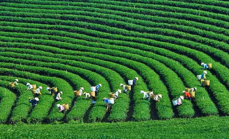 Los campos de té en las tierras altas de Moc Chau. Los campos de té en las tierras altas de Moc Chau.
