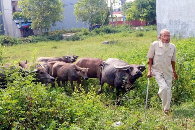 El inválido de guerra Bui Gia Vien, del pueblo de Duy Tien, de la provincia de Ha Nam, es un víctima directa del Agente Naranja tipo 3. Obtiene un modelo económico de ganadería que genera de 12 a 16 mil dólares de ingreso cada año. (Foto: VNA)