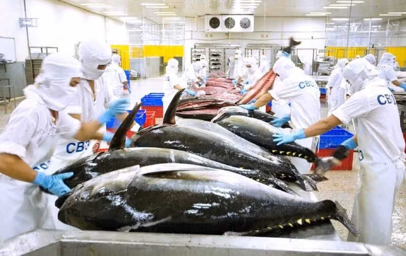 Exportaciones de atún vietnamita alcanzarán un mil millones de dólares este año