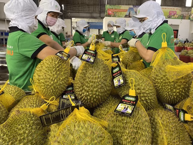 La exportación de Durian alcanzará 1,5 mil millones de dólares en octubre. (Foto: baochinhphu.vn)