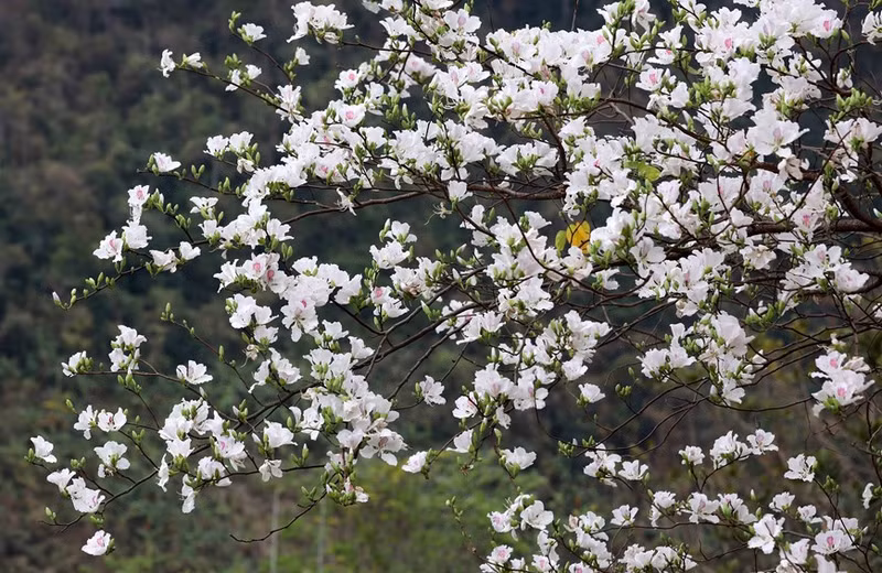Hoa Ban, una flor que simboliza a las chicas de la etnia Thai, así como las montañas y bosques del noroeste. Hoa Ban, una flor que simboliza a las chicas de la etnia Thai, así como las montañas y bosques del noroeste.